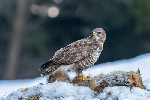 Na hostine., Stanislav Brisuda