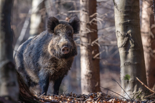 Statná mamina., Stanislav Brisuda