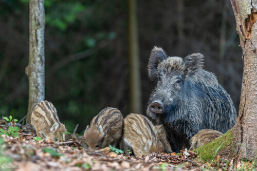 Obozretná., Stanislav Brisuda