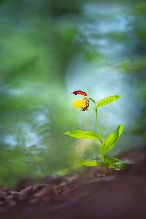 Črievičník, Miroslav Ondruš