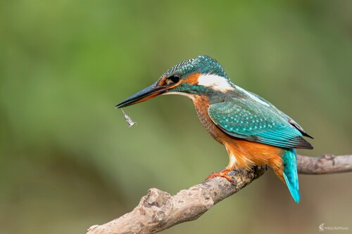 "Maškrtka", František Hromada