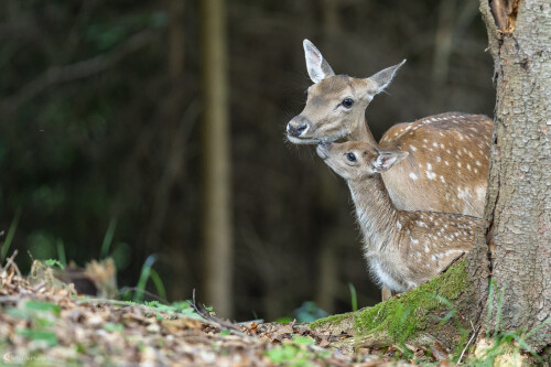 Mama je vždy blízko., Stanislav Brisuda