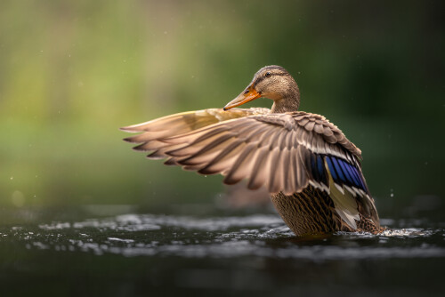 Kačka, Miroslav Ondruš