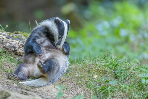 Pohodička., Stanislav Brisuda