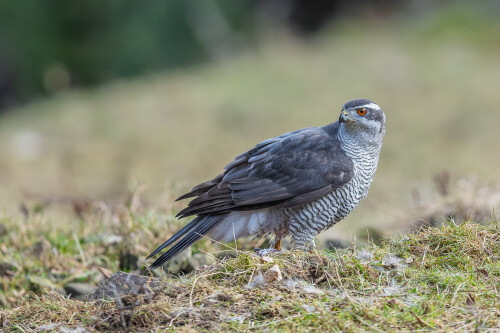 Excelentný dravec., Stanislav Brisuda