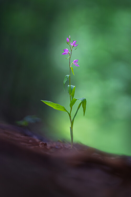 Prilbovka červená, Miroslav Ondruš