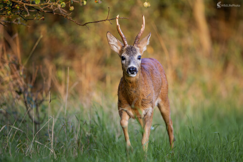 Pri východe slnka, Filip Mrocek