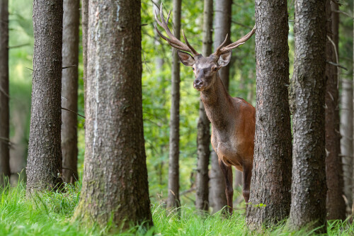 Takmer za tmy, Tomáš Smutný