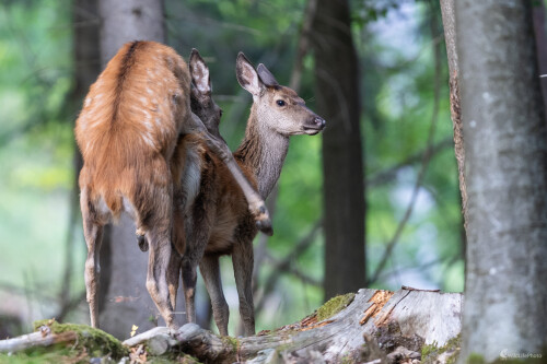 Čo sa za mlada naučíš... , Stanislav Brisuda