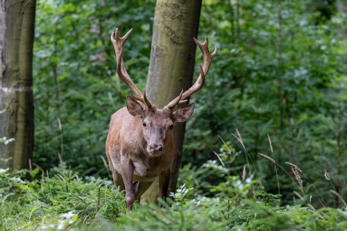 Budúci kráľ , Tomáš Smutný
