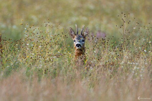 "Harmančekový", František Hromada