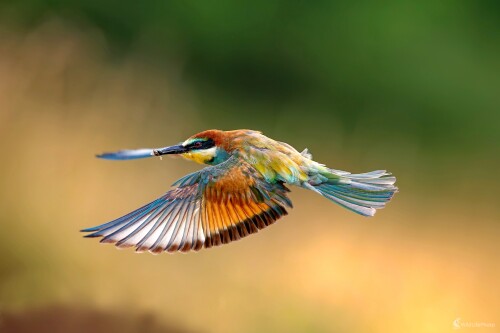 "Zásobovanie", František Hromada