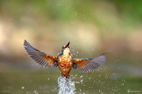 "Fontána", František Hromada