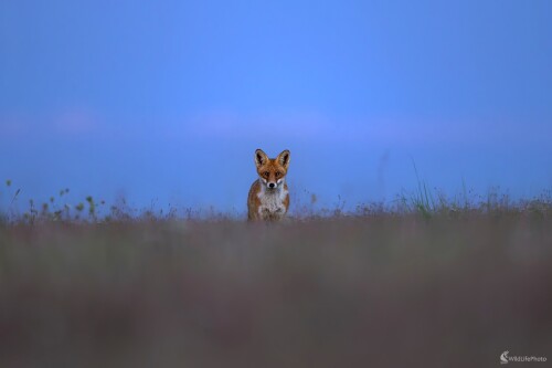 "Námesačná liška", František Hromada
