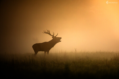 V plnom prúde, Filip Mrocek