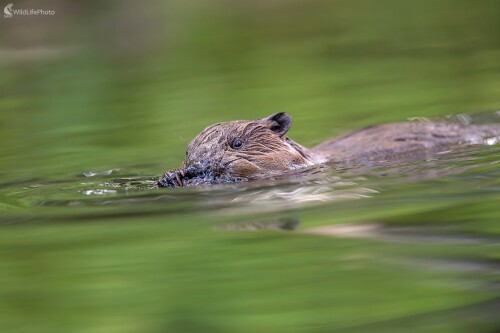 "Bobrovanie", František Hromada
