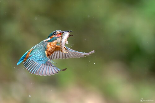 Veľké sústo, František Hromada