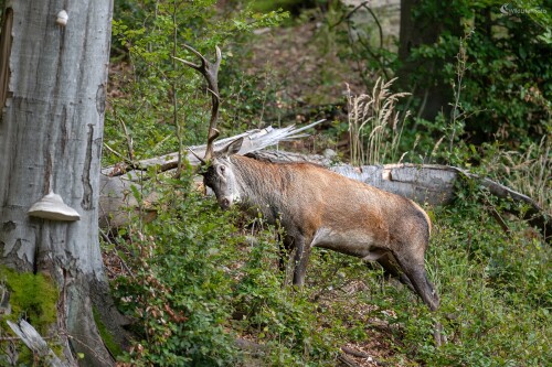 Hormóny, František Hromada