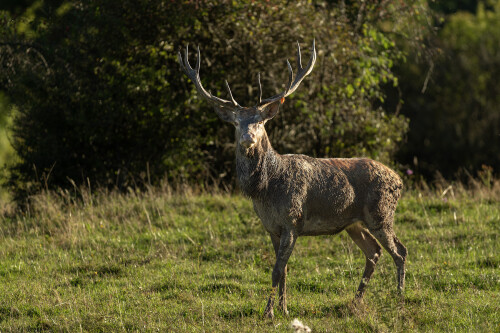 Vybahneý , Tomáš Smutný
