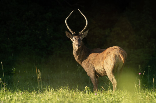Pán špicák, Tomáš Smutný