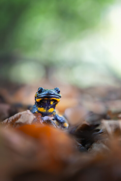 Salamandra, Miroslav Ondruš