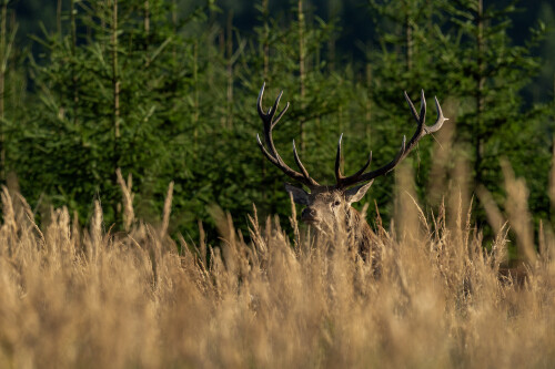 V rúbani, Tomáš Smutný