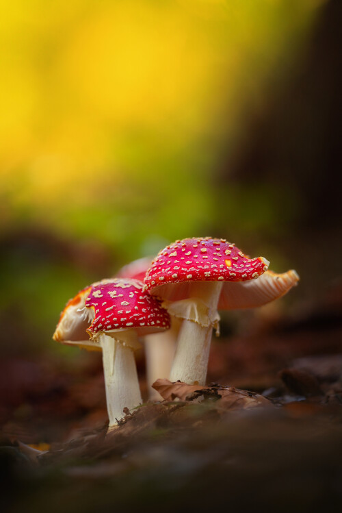 Muchotrávky, Miroslav Ondruš