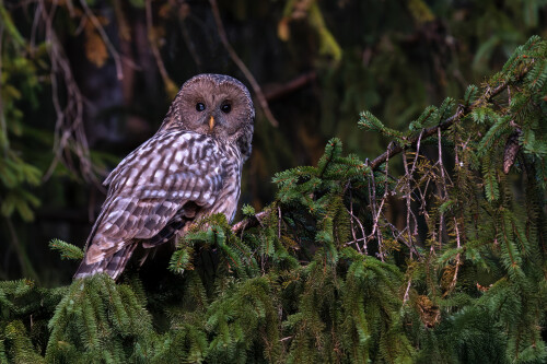 Urálka., Tomáš Smutný