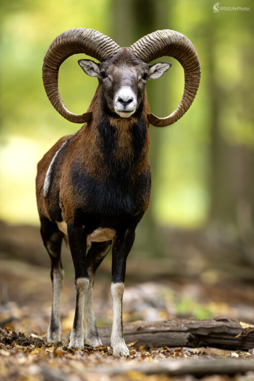 Blízke jesenné stretnutie, Filip Mrocek