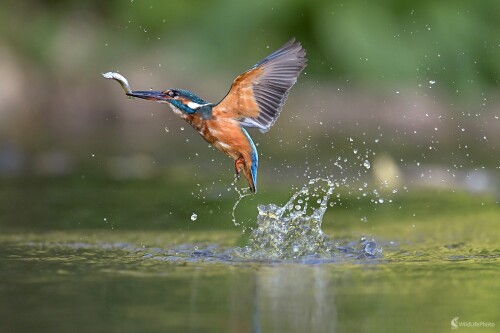 Za chvost, František Hromada