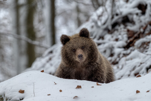 December 2025 - Macík na  snehu, Tomáš Smutný