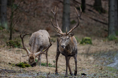 Kamoši...., Tomáš Smutný