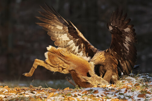 Január 2026 - silák, Peter Jurík