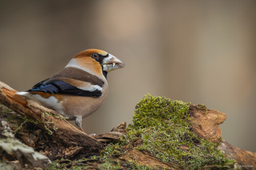 Opatrný., Stanislav Brisuda