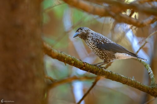 "Perlovaná", František Hromada