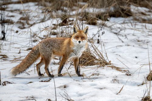 Kmotra, Tomáš Smutný