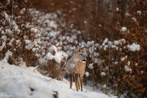Zimný podvečer, František Hromada