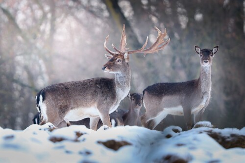 Broken shovel, Patrik Rolín