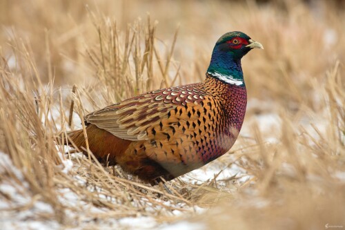 Bažant, Miroslav Vrabel