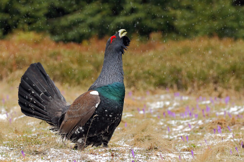 hlucháň, Peter Jurík