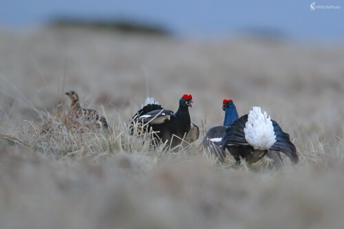 Marec 2026 - Súperi, František Hromada