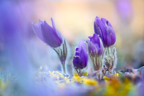 Purple, Patrik Rolín