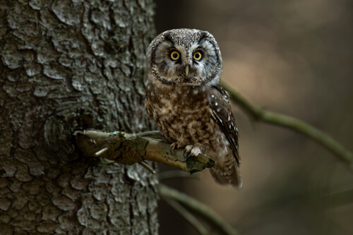 Okatý fešák , Tomáš Smutný