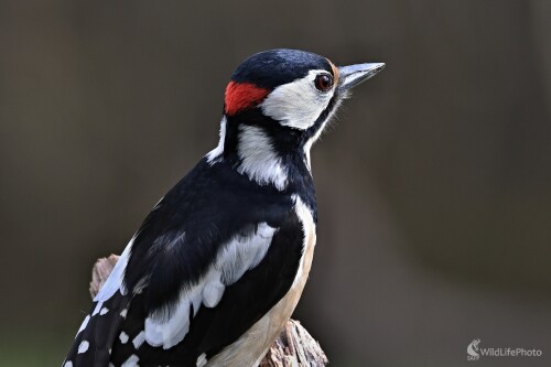 Ostražitý, Maroš Detko