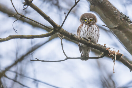 Pohľad bojovníka., Stanislav Brisuda