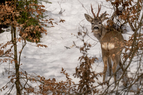 Čerstvo vytĺčeny, Tomáš Smutný