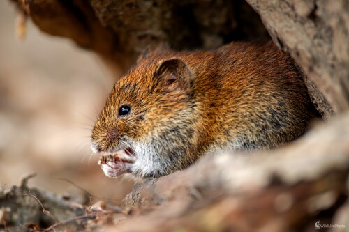 V skrýši, František Hromada