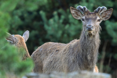Ozdoby už rastú, Rasťo  Megyessi