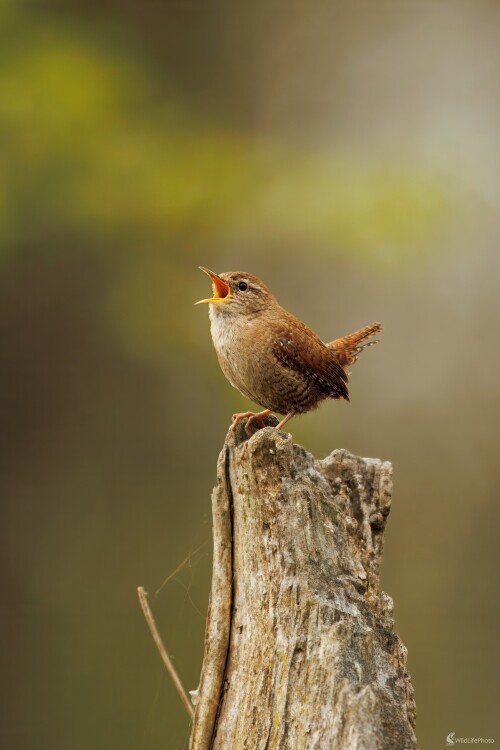 Oriešok..., Miroslav Vrabel