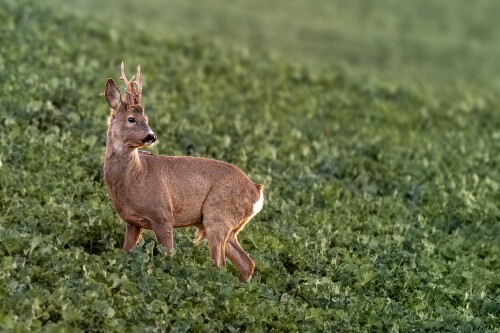 Starý známi, Tomáš Smutný